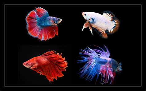 20+ Betta Fish Types - Most Beautiful Betta Varieties