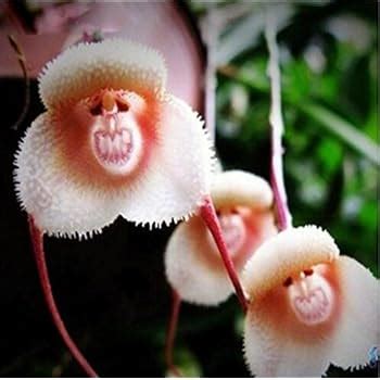 Monkey face Orchid - Monkey face Orchid - 20 seeds: Amazon.co.uk ...