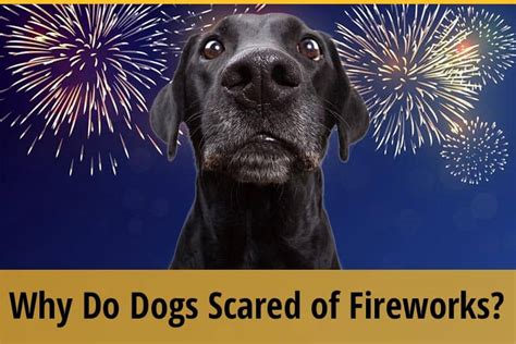 Dog Scared Of Fireworks - Top Strategies And Remedies | ZooAwesome