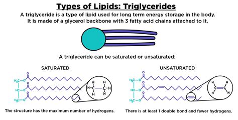 Triglyceride Structure Diagram