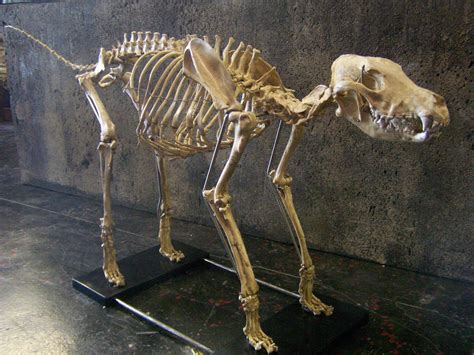 Large_dog_skeleton_100.jpg (2576×1932) | Animals | Pinterest | Dog ...