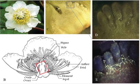 Artificial Pollination in Kiwifruit and Olive Trees | IntechOpen