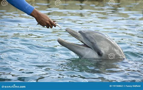 Feeding Dolphin Stock Photography - Image: 19730862