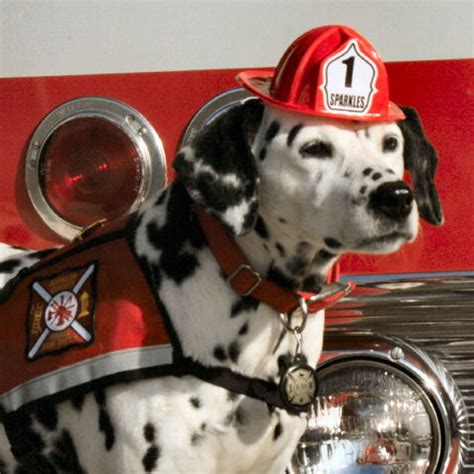 Dalmatian - The Official Fire Dog – Fully Involved Stitching