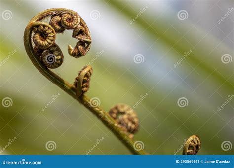 Closeup of the Sprouts of a Fern Stock Image - Image of ferns ...