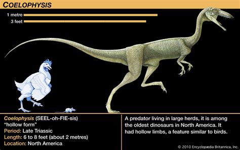 Coelophysis | Triassic, Carnivore, Reptile | Britannica