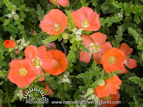 Red And Orange Texas Wildflowers | Best Flower Site