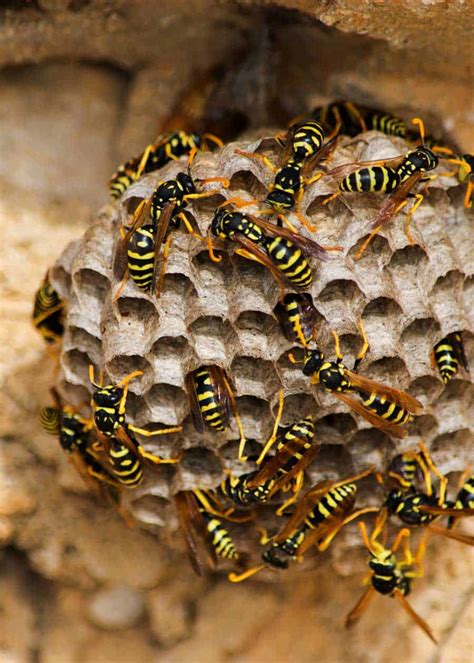 6 Types of Wasp Nests: Identification, Photos, 6 Things to Know » The ...