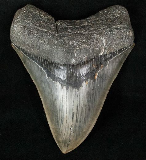 Serrated 4.15" Fossil Megalodon Tooth For Sale (#13372) - FossilEra.com