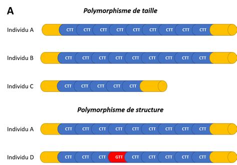 Microsatellites - Biomnigene