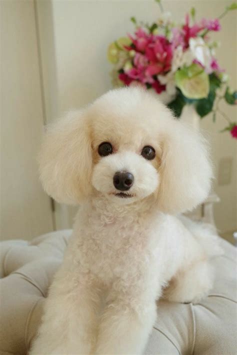 Pin by Hatem Alhabashy on Funnies | Poodle haircut, Poodle hair, Dog ...