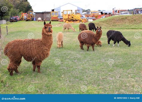 Llama animals on farm stock image. Image of brown, fluffy - 30951003