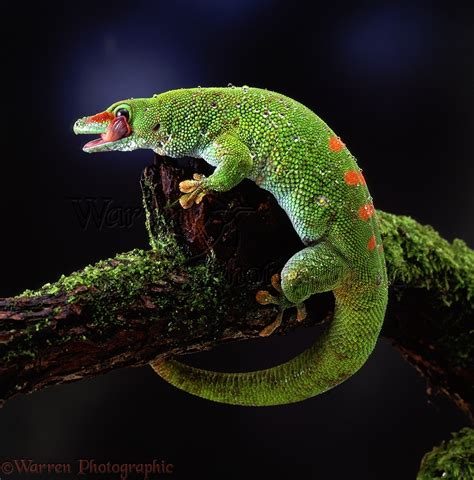 Madagascar Day Gecko photo WP06084