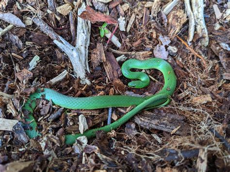 Smooth Green Snake: Why Protecting and Maintaining Critical Habitat in ...