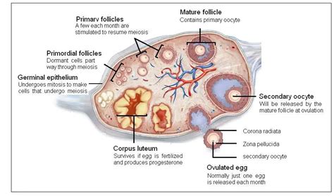 Ovary Diagram Labeled Labeled Structure Of Ovary