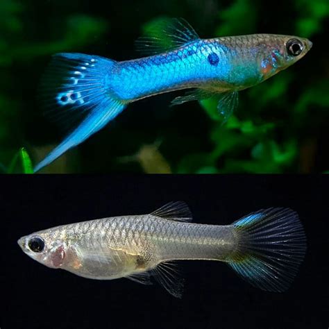 Aquarium Central -Guppies Endler - Japan Neon Blue Endler Guppy 2cm ...