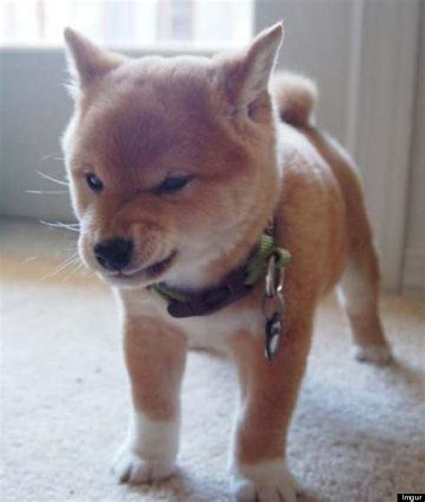 10 Angry Animals You Don't Want To F*** With (PHOTOS) | HuffPost ...