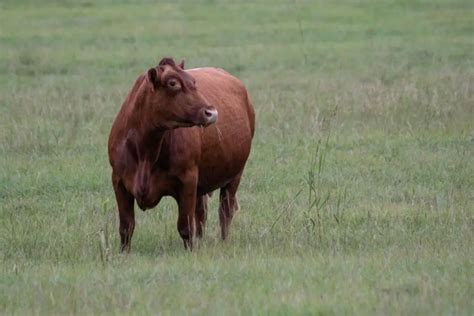 10 Docile Beef Cattle Breeds: Great Options For A Beginner