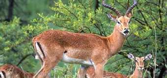 Best Bihar Wildlife Sanctuaries & National Parks