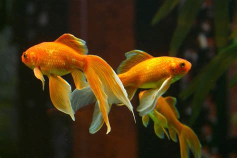 Goldfish Care 101: Essential Tips for a Happy Fish