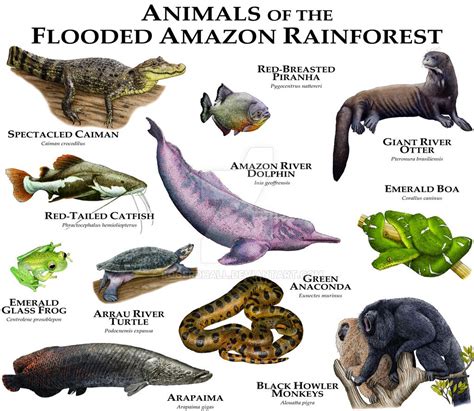 Animals of the Amazon Flooded Rainforest by rogerdhall on DeviantArt ...