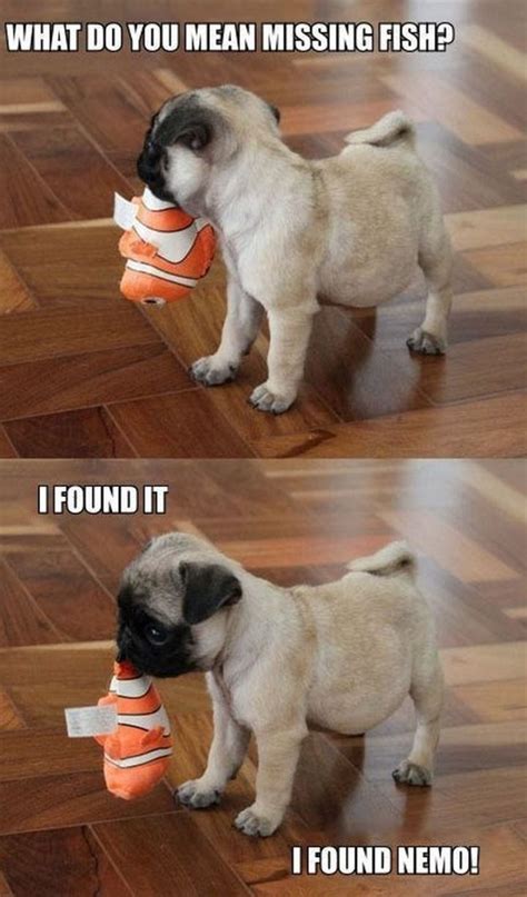 101 Lovable Pug Memes That Are Too Puggin' Cute