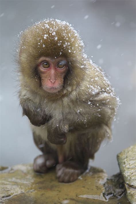 Snow Monkey baby | Cute animals, Animals beautiful, Monkeys funny