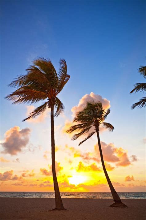 Miami Beach, Florida Colorful Summer Sunrise or Sunset with Palm Trees ...