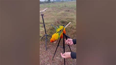 Sun Conure Parrot Training | Parrot Training | Freeflight | Freeflight ...