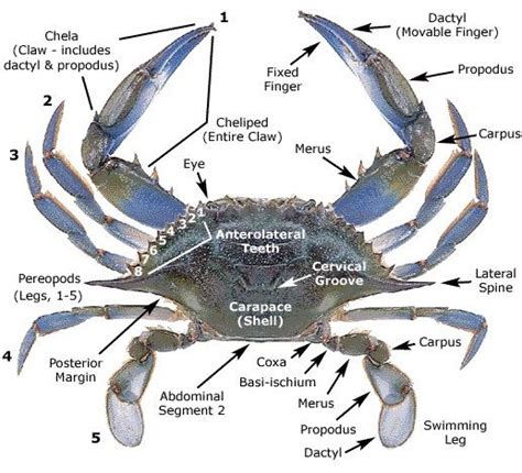 Anatomy of a Blue Crab