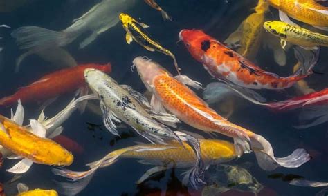 Top 10 Best Koi Foods For Stunning Color & Enhanced Growth – Love Fish Tank