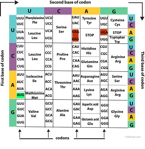 Rna Amino Acid Chart