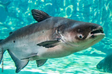 The Mekong giant catfish (Pangasianodon gigas) is a large, critically ...