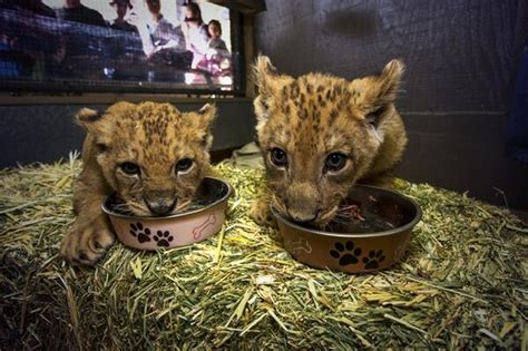 San Diego Safari Park lion cubs eating - Lion cubs Photo (37755621 ...