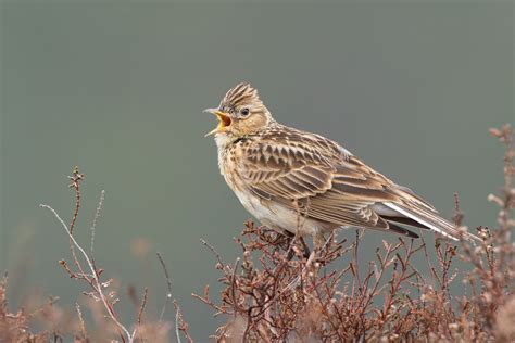 Eurasian Skylark | Audubon Field Guide