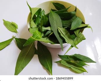 Image Daun Kesum Vietnamese Coriander Daun Stock Photo 1869455899 ...