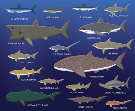 Great White Shark Size Chart