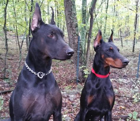 All the Colors and Types of the Doberman Pinscher – Doberman Planet