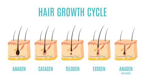 Stages Of Beard Hair Growth