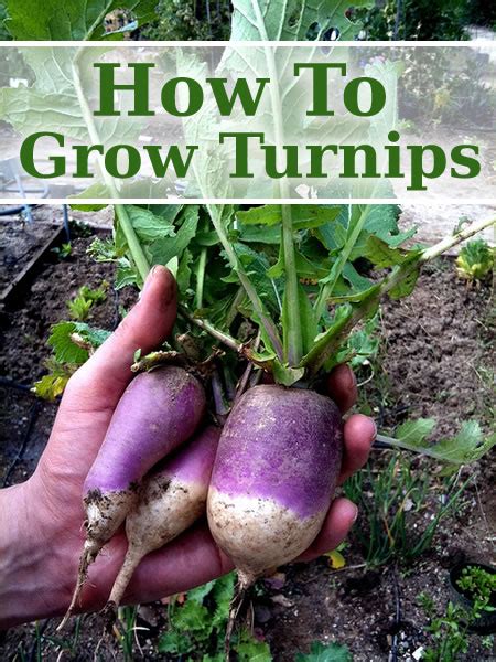 How To Grow Turnips