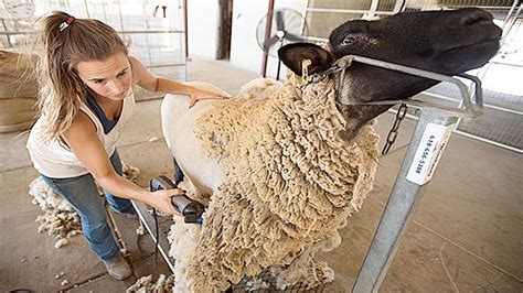 Amazing Modern Automatic Sheep Farming Technology - Fastest Shearing ...