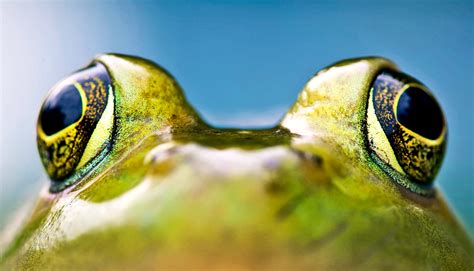 How 'true frogs' buck assumptions about evolution - Futurity