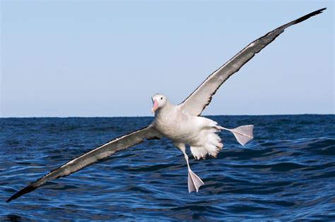 Albatross Facts | Wandering Albatross Wingspan | DK Find Out