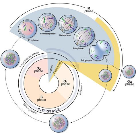 Mitosis Cell Cycle Phases