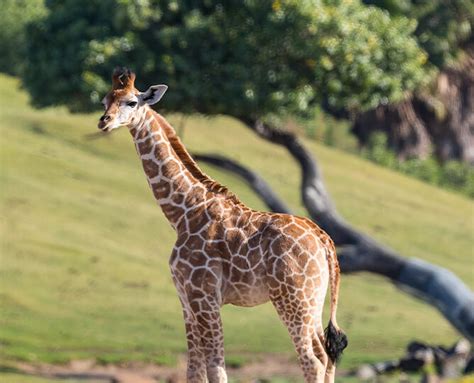 Giraffe | San Diego Zoo