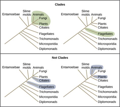 Cladistics | Biology for Non-Majors II