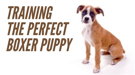 Training Boxer Puppies | Boxer puppy training, Boxer puppy, Boxer puppies