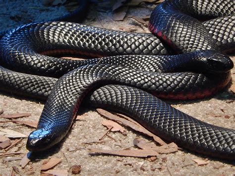 Australia’s 10 Most Venomous Snakes