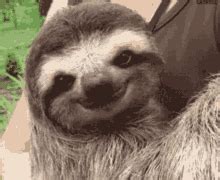 Cute Sloth GIFs | Tenor