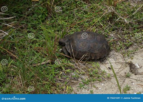 Gopher turtle in habitat stock image. Image of georgia - 75631691